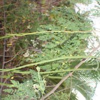 Moringa oleifera Lam.